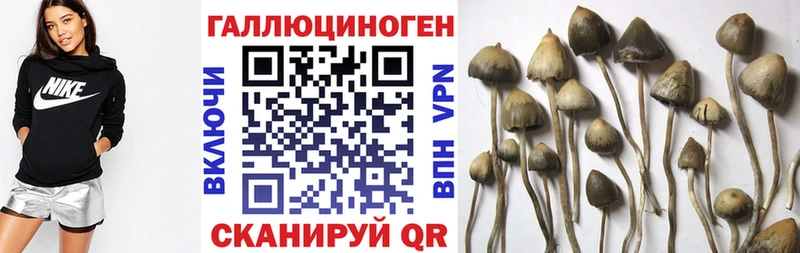 Галлюциногенные грибы Cubensis  Купить  Новомичуринск 